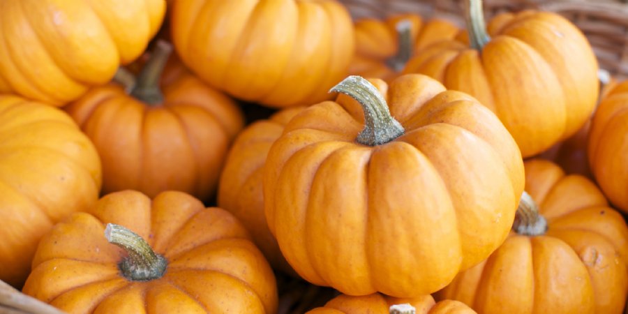 Behold The Great Gourd: Pumpkin