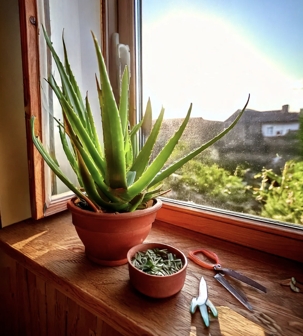 Aloe Vera